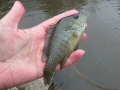 Lepomis aquilensis