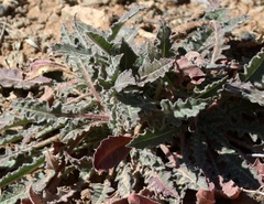 Glandularia gooddingii