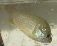 Lepomis aquilensis