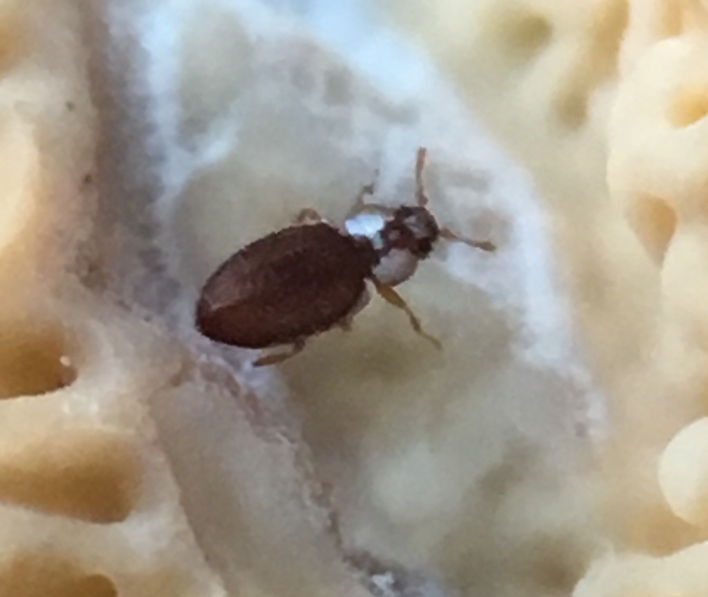 Minute Brown Scavenger Beetles from Ventura County, CA, USA on January