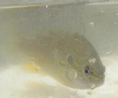Lepomis aquilensis
