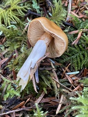 Cortinarius mucosus