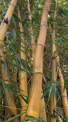 Bambusa vulgaris