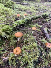 Cortinarius mucosus