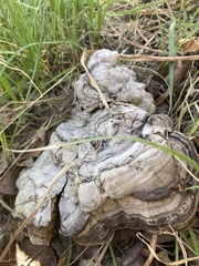 Fomes fomentarius
