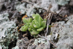 Sedum ebracteatum