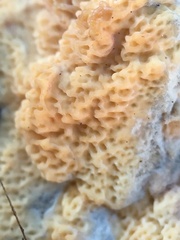 Serpulaceae