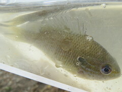 Lepomis aquilensis