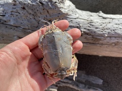Blepharipoda occidentalis
