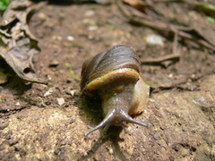 Rhysotina hepatizon