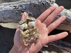 Blepharipoda occidentalis