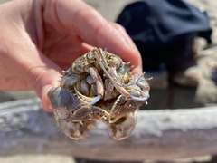 Blepharipoda occidentalis