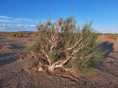 Haloxylon ammodendron