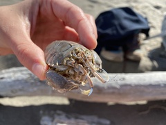 Blepharipoda occidentalis