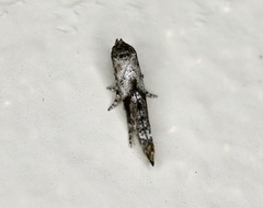 Epermenia albapunctella