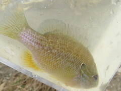 Lepomis aquilensis