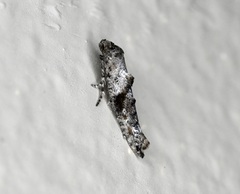 Epermenia albapunctella