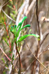 Anigozanthos viridis