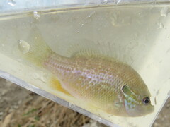 Lepomis aquilensis