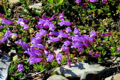 Penstemon davidsonii