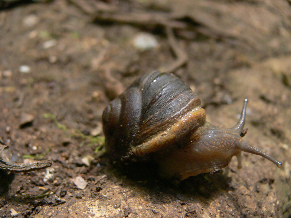 Rhysotina