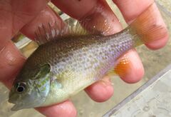 Lepomis aquilensis