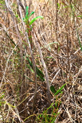 Anigozanthos viridis