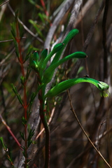 Anigozanthos viridis