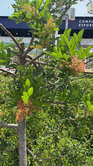 Schinus terebinthifolia