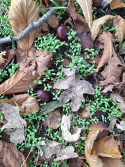 Callitriche palustris