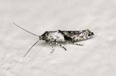 Epermenia albapunctella