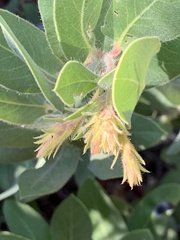 Arctostaphylos regismontana