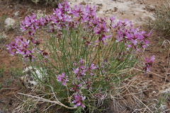 Astragalus saurinus