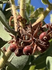 Arctostaphylos regismontana