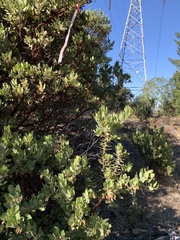 Arctostaphylos regismontana