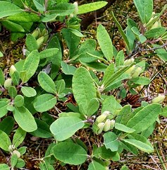 Rhododendron canadense