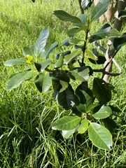 Ilex anomala