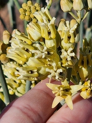 Asclepias subulata