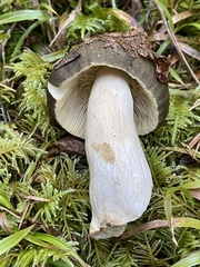 Russula olivacea