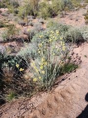 Asclepias subulata