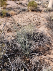 Asclepias subulata