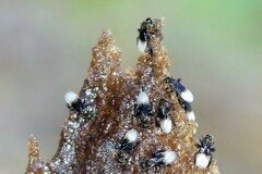 Homotrigona apicalis