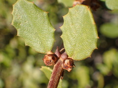 Ceanothus crassifolius