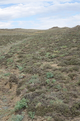 Nanophyton grubovii