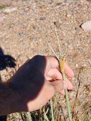 Asclepias subulata
