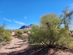 Parkinsonia microphylla