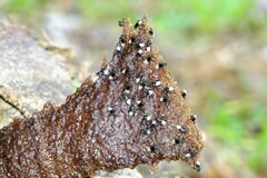 Homotrigona apicalis