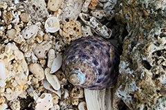 Trochoidea