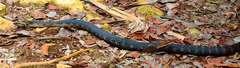 Cubophis vudii