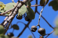 Corymbia setosa
